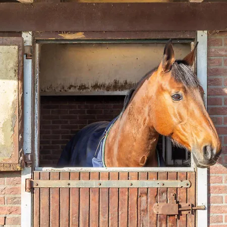 De Kievit Dom wakacyjny *