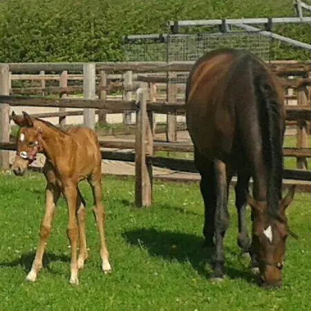 Dom wakacyjny De Kievit