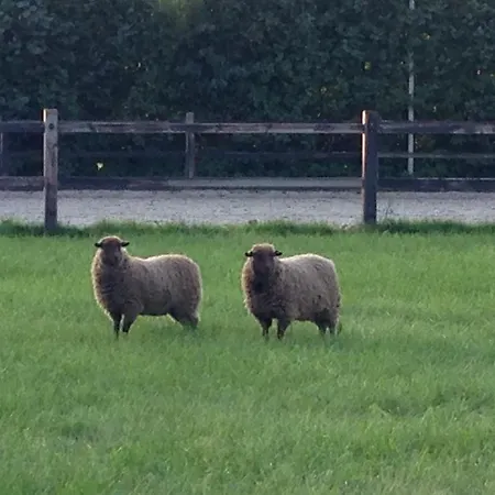 De Kievit Vogelenzang