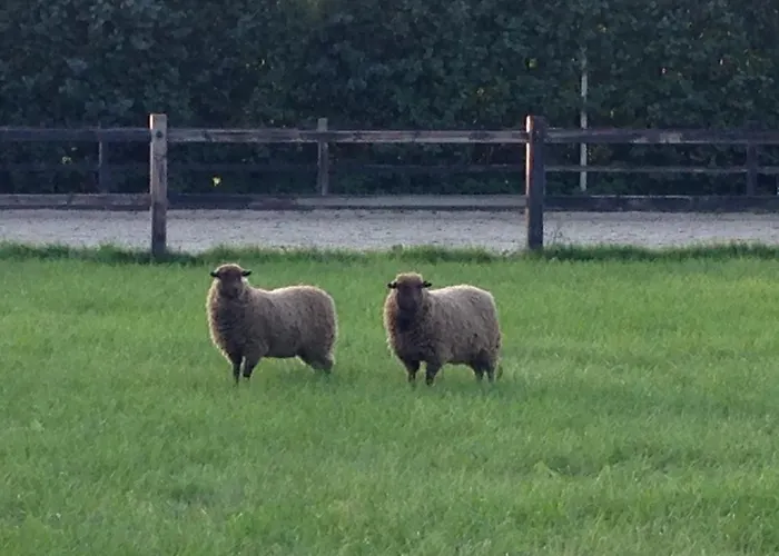 De Kievit Vogelenzang